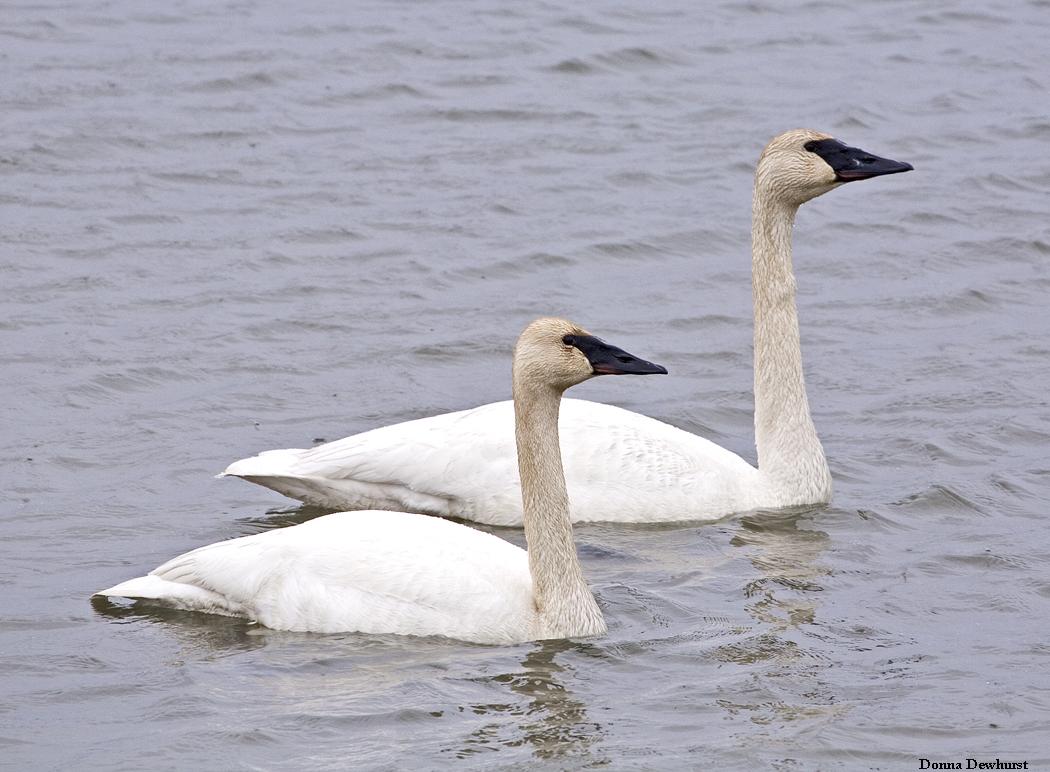 Trumpeter Swan